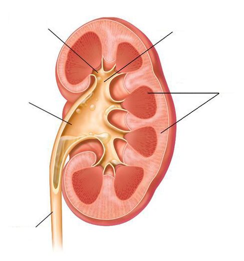 akūts pielonefrīts kā cistīta komplikācija